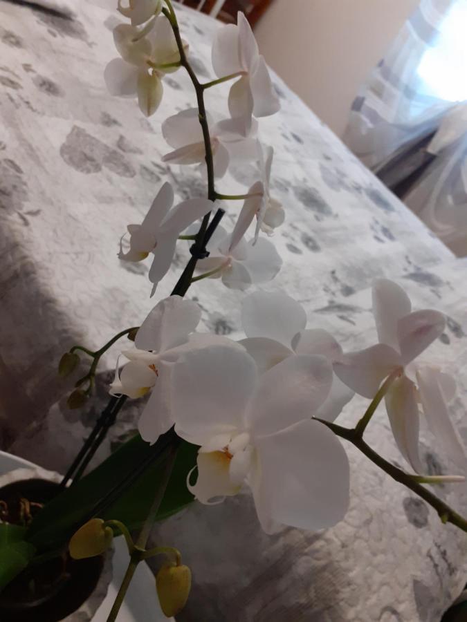 B&B Alla Bon'Ora Volpago del Montello 外观 照片