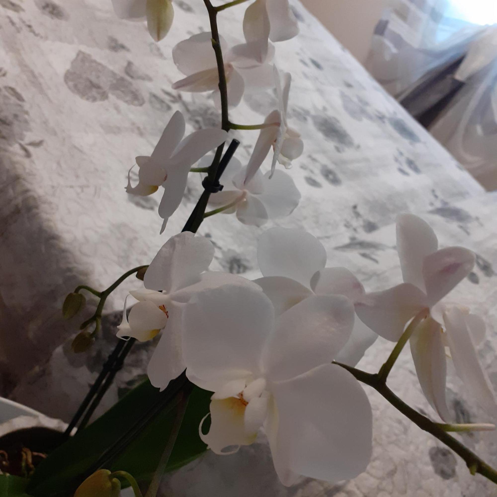 B&B Alla Bon'Ora Volpago del Montello 客房 照片